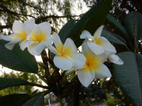  Finca Florida  Сан-Мигель